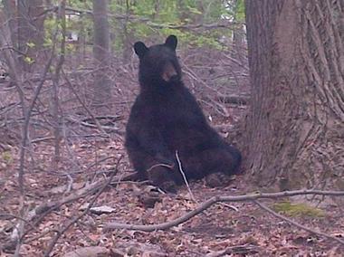 497deb7b7031981c2161_bear.jpg