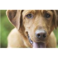 a60d79bfbf57fa7aa55b_puppy.jpg