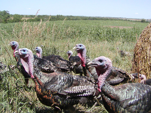 cd3f723869e0fa0329e0_turkeys.jpg