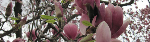 eb91ec850a004621cc9d_magnolia.jpg