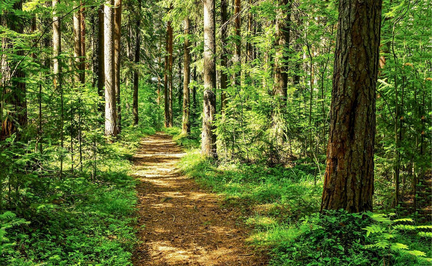 7a547f47b8aca526ee02 trail   forest