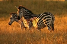 c56084777cc7c90ce152_zebras_ts2.jpg