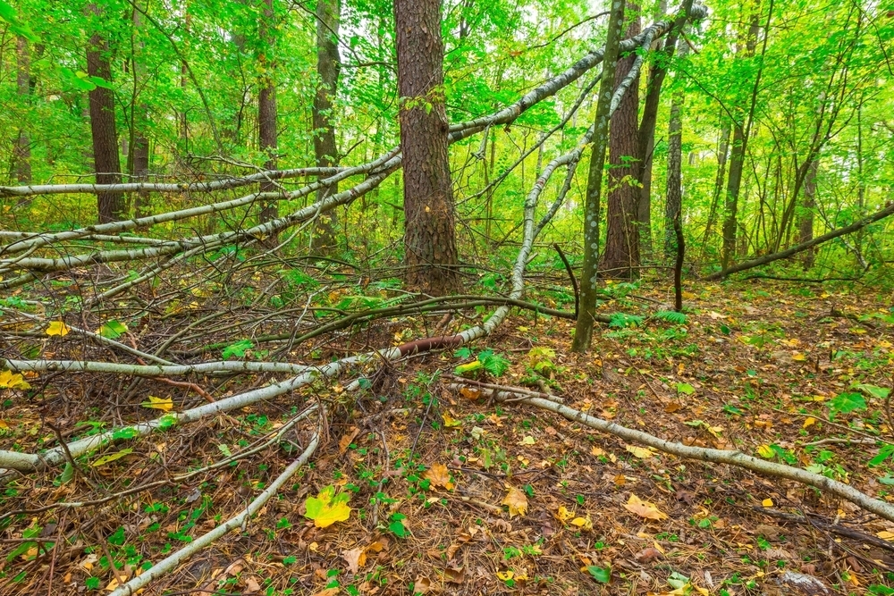 C5407955f4af94ac4c08 trees 5