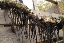 With The Lily Pads Gone Lake Surprise Now Glistens Tapinto