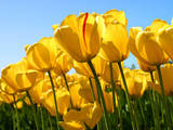 Thumb_d2d49b8f4adef06729b7_tulips